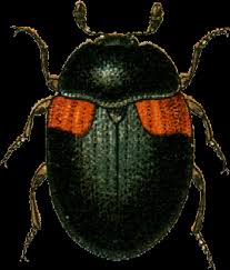 Attēlu rezultāti vaicājumam “Leiodidae”