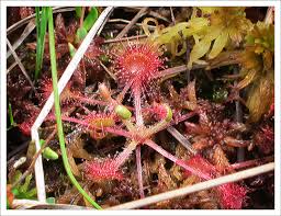 Attēlu rezultāti vaicājumam “Drosera rotundifolia”