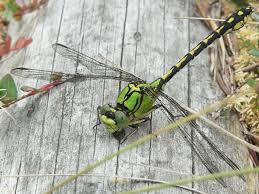 Attēlu rezultāti vaicājumam “Ophiogomphus cecilia”