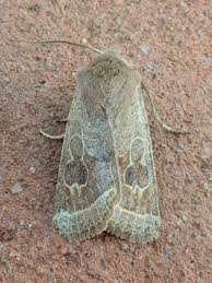 Attēlu rezultāti vaicājumam “Orthosia cerasi”