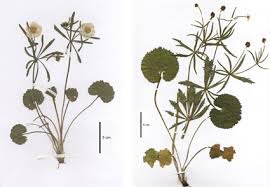 Attēlu rezultāti vaicājumam “Ranunculus auricomus leaf”