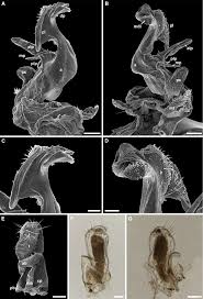 Attēlu rezultāti vaicājumam “Ommatoiulus vilnensis”