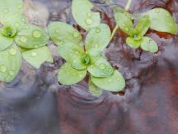 Attēlu rezultāti vaicājumam “Callitriche verna”