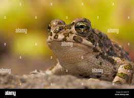 Attēlu rezultāti vaicājumam “Pseudepidalea viridis adult”