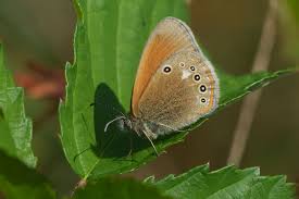 Attēlu rezultāti vaicājumam “Coenonympha glycerion”