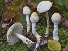 Attēlu rezultāti vaicājumam “Lepiota clypeolaria”