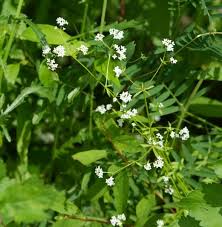 Attēlu rezultāti vaicājumam “Galium elongatum flower”