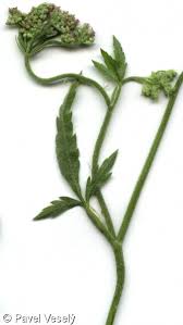 Attēlu rezultāti vaicājumam “Torilis japonica leaf”