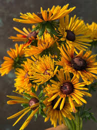 Attēlu rezultāti vaicājumam “Rudbeckia hirta var. hirta”