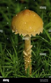 Attēlu rezultāti vaicājumam “Cystoderma amianthinum”