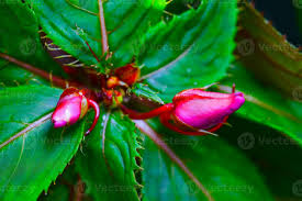 Attēlu rezultāti vaicājumam “Balsaminaceae”