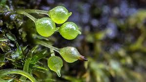 Attēlu rezultāti vaicājumam “Frullania fragilifolia macro”