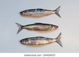 Image result for Coregonus albula