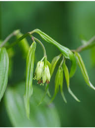 Attēlu rezultāti vaicājumam “Ajuga reptans bud”