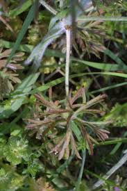 Attēlu rezultāti vaicājumam “Geranium dissectum fruit”