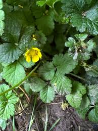Attēlu rezultāti vaicājumam “Cystiphora sanguinea larva”