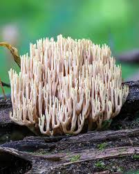 Attēlu rezultāti vaicājumam “Ramaria stricta”