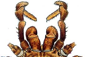 Attēlu rezultāti vaicājumam “Harmandia”