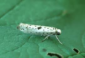 Attēlu rezultāti vaicājumam “Yponomeuta plumbella”