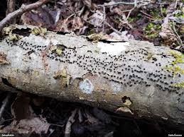 Attēlu rezultāti vaicājumam “Anthostoma decipiens”