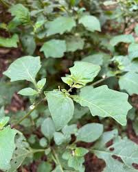 Attēlu rezultāti vaicājumam “Solanum nigrum”