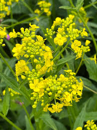 Attēlu rezultāti vaicājumam “Bunias orientalis flower”