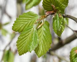 Attēlu rezultāti vaicājumam “Fagus sylvatica leaf”