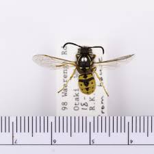 Attēlu rezultāti vaicājumam “Vespula germanica”
