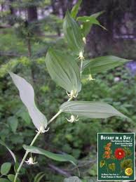 Attēlu rezultāti vaicājumam “Liliaceae”
