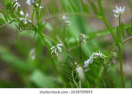 Attēlu rezultāti vaicājumam “Vicia hirsuta flower”