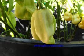 Afbeeldingsresultaat voor white habanero hot pepper