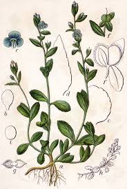 Attēlu rezultāti vaicājumam “Veronica serpyllifolia”