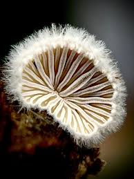 Attēlu rezultāti vaicājumam “Schizophyllum commune”