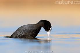 Attēlu rezultāti vaicājumam “Fulica atra adult”