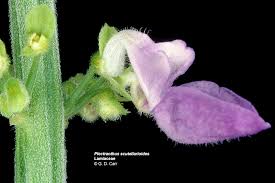 Attēlu rezultāti vaicājumam “Labiatae”