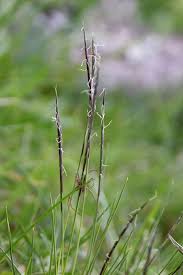 Attēlu rezultāti vaicājumam “Nardus stricta”