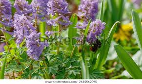 Attēlu rezultāti vaicājumam “Corydalis cava leaf”