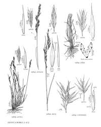 Attēlu rezultāti vaicājumam “Festuca arenaria”