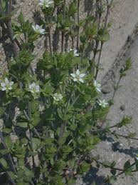 Attēlu rezultāti vaicājumam “Arenaria serpyllifolia”