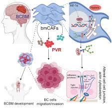 Attēlu rezultāti vaicājumam “Bryum funkii cells”
