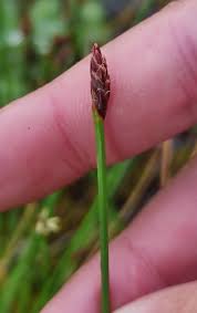 Attēlu rezultāti vaicājumam “Eleocharis uniglumis flower”