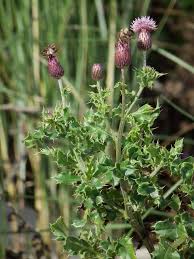 Attēlu rezultāti vaicājumam “Cirsium arvense”
