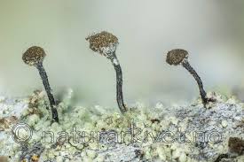 Attēlu rezultāti vaicājumam “Chaenotheca trichialis”