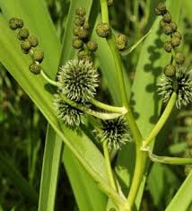 Attēlu rezultāti vaicājumam “Sparganiaceae”