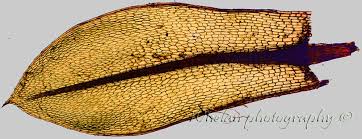 Attēlu rezultāti vaicājumam “Cephalozia lunulifolia”