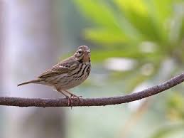 Image result for Anthus hodgsoni