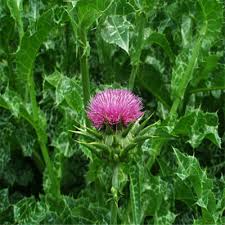 Attēlu rezultāti vaicājumam “Cirsium heterophyllum flower”