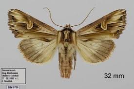 Attēlu rezultāti vaicājumam “Actinotia polyodon”
