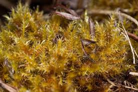 Attēlu rezultāti vaicājumam “Campylium stellatum sporophyte”