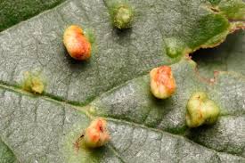 Attēlu rezultāti vaicājumam “Eriophyes laevis”
